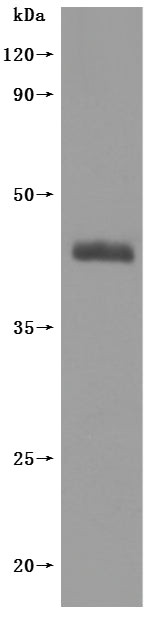 this product is detected by Mouse anti-6*His monoclonal antibody.