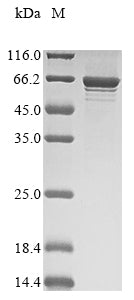 Greater than 85% as determined by SDS-PAGE.Recombinant Human Syntaxin-Binding Protein 1 (STXBP1) Protein (His)