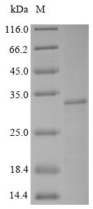Greater than 85% as determined by SDS-PAGE.Recombinant Bovine Synaptic Vesicle Glycoprotein 2A (SV2A) Protein (His&Myc)