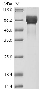Greater than 90% as determined by SDS-PAGE.Recombinant Human Tumor-Associated Calcium Signal Transducer 2 (TACSTD2) Protein (hFc)