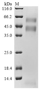 Greater than 90% as determined by SDS-PAGE.Recombinant Human Transforming growth factor beta-1 proprotein (TGFB1) Protein (His-Myc)