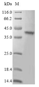 Greater than 85% as determined by SDS-PAGE.Recombinant Mouse Toll-Like Receptor 7 (TLR7) Protein (His&Myc)