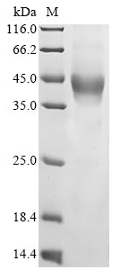 Greater than 85% as determined by SDS-PAGE.Recombinant Human Transmembrane Protein 119 (TMEM119) Protein (hFc)