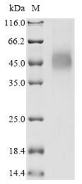 Greater than 90% as determined by SDS-PAGE.Recombinant Human Transmembrane Protease Serine 2 (TMPRSS2) Protein (His), Active