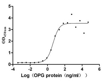 Activity Measured by its binding ability in a functional ELISA. Immobilized TNFSF11 ) at 10 μg/ml can bind human TNFRSF11B, the EC 50 is 2.651-7.646 ng/ml. Biological Activity AssayRecombinant Human Tumor Necrosis Factor Receptor Superfamily Member 11B (TNFRSF11B) Protein (hFc-Flag), Active