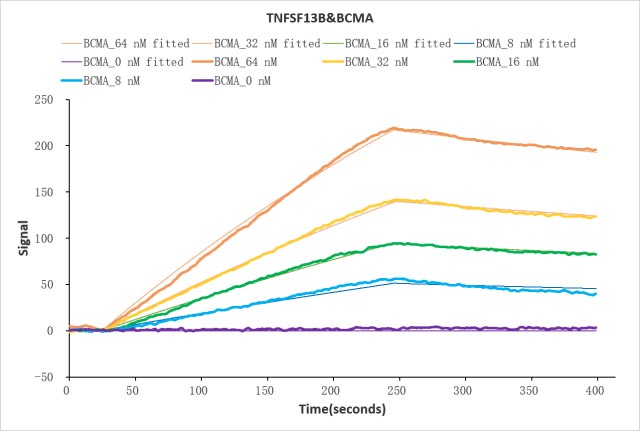 Human TNFSF13B protein Fc tag captured on COOH chip can bind Human BCMA protein Fc tag with an affinity constant of 39 nM as detected by LSPR Assay. Biological Activity Assay