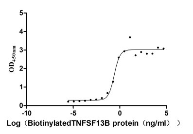 Activity Measured by its binding ability in a functional ELISA. Immobilized human BCMA at 5 μg/ml can bind Biotinylated human TNFSF13B , the EC 50 is 0.1752-0.3657 ng/ml. Biological Activity AssayRecombinant Human Tumor Necrosis Factor Receptor Superfamily Member 17 (TNFRSF17) Protein (hFc), Active