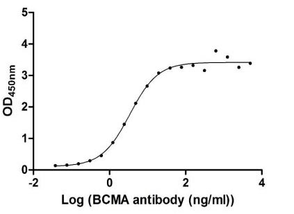 Activity Measured by its binding ability in a functional ELISA. Immobilized BCMA at 2 μg/ml can bind Anti-BCMA recombinant antibody, the EC 50 of human BCMA protein is 1.912-2.488 ng/ml. Biological Activity AssayRecombinant Human Tumor Necrosis Factor Receptor Superfamily Member 17 (TNFRSF17) Protein (hFc), Active