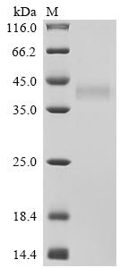 Greater than 90% as determined by SDS-PAGE.