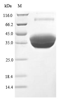 Greater than 90% as determined by SDS-PAGE.Recombinant Human Tumor Necrosis Factor Receptor Superfamily Member 17 (TNFRSF17) Protein (hFc), Active