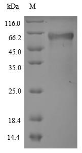 Greater than 90% as determined by SDS-PAGE.Recombinant Human Tumor Necrosis Factor Receptor Superfamily Member 1A (TNFRSF1A) Protein (hFc), Active