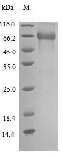 Greater than 95% as determined by SDS-PAGE.Recombinant Human Tumor Necrosis Factor Receptor Superfamily Member 1B (TNFRSF1B) Protein (hFc), Active