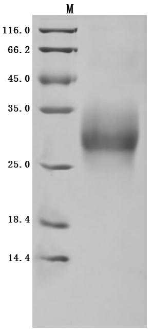 Greater than 95% as determined by SDS-PAGE.Recombinant Human Tumor Necrosis Factor Receptor Superfamily Member 9 (TNFRSF9) Protein (His), Active