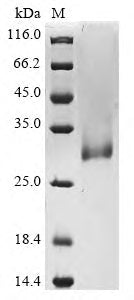 Greater than 85% as determined by SDS-PAGE.