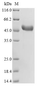 Greater than 90% as determined by SDS-PAGE.Recombinant Rabbit Tumor Necrosis Factor Ligand Superfamily Member 4 (TNFSF4) Protein (hFc)