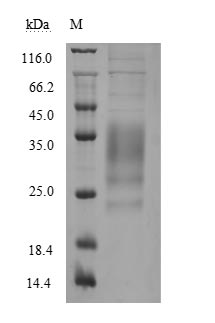 Greater than 85% as determined by SDS-PAGE.Recombinant Human Tumor Necrosis Factor Ligand Superfamily Member 8 (TNFSF8) Protein (His), Active