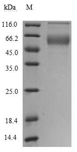 Greater than 90% as determined by SDS-PAGE.Recombinant Human Tumor Necrosis Factor Ligand Superfamily Member 8 (TNFSF8) Protein (hFc), Active
