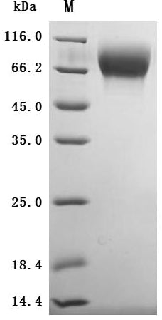 Greater than 95% as determined by SDS-PAGE.Recombinant Cynomolgus Monkey Trophoblast Glycoprotein (TPBG) Protein (His&Myc), Active