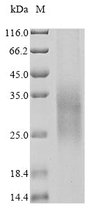 Greater than 90% as determined by SDS-PAGE.Recombinant Human Triggering Receptor Expressed On Myeloid Cells 2 (TREM2) Protein (His&Myc)