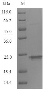 Greater than 90% as determined by SDS-PAGE.Recombinant Mouse Triggering Receptor Expressed On Myeloid Cells 2 (TREM2) Protein (His)