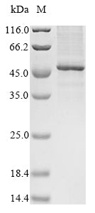 Greater than 85% as determined by SDS-PAGE.Recombinant Mouse Thyrotropin Receptor (TSHR) Protein (His)