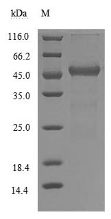 Greater than 90% as determined by SDS-PAGE.Recombinant Human Transthyretin (TTR) Protein (Fc-Myc), Active