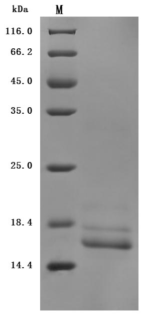 Greater than 95% as determined by SDS-PAGE.Recombinant Mouse Transthyretin (TTR) Protein (His), Active