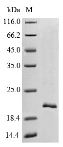 Greater than 90% as determined by SDS-PAGE.Recombinant Cynomolgus Monkey Transthyretin (TTR) Protein (His-Myc)