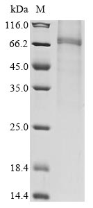 Greater than 85% as determined by SDS-PAGE.