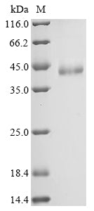 Greater than 90% as determined by SDS-PAGE.Recombinant Mouse Protein Wnt-4 (WNT4) Protein (His)