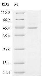 Greater than 90% as determined by SDS-PAGE.Recombinant Human Zona Pellucida Sperm-Binding Protein 3 (ZP3) Protein (His-Myc)