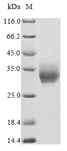 Greater than 90% as determined by SDS-PAGE.