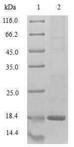 Greater than 90% as determined by SDS-PAGE.