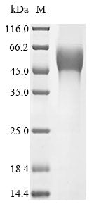 Greater than 90% as determined by SDS-PAGE.Recombinant Zaire Ebolavirus Super Small Secreted Glycoprotein (GP) Protein (His&Myc)
