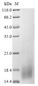 Greater than 90% as determined by SDS-PAGE.