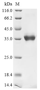 Greater than 90% as determined by SDS-PAGE.