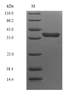 Greater than 90% as determined by SDS-PAGE.