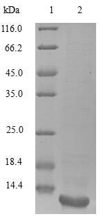 Greater than 90% as determined by SDS-PAGE.Recombinant Vaejovis Mexicanus Smithi Potassium Channel Toxin Alpha-Ktx 21.1 Protein (His&Myc)