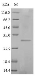 Greater than 90% as determined by SDS-PAGE.Recombinant Staphylococcus Aureus Enterotoxin Type E (ENTE) Protein (His-Myc)