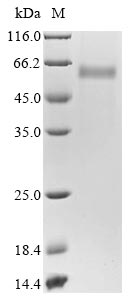 Greater than 85% as determined by SDS-PAGE.