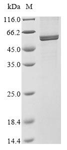 Greater than 85% as determined by SDS-PAGE.