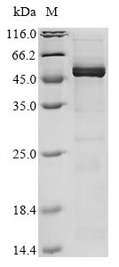 Greater than 85% as determined by SDS-PAGE.