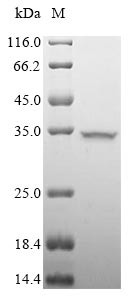 Greater than 85% as determined by SDS-PAGE.