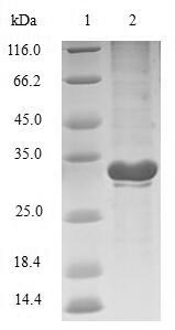 Greater than 90% as determined by SDS-PAGE.