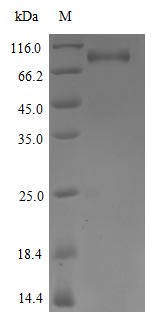 Greater than 85% as determined by SDS-PAGE.Recombinant Human Tyrosine-Protein Kinase Receptor Ufo (AXL) Protein (hFc)