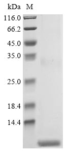 Greater than 85% as determined by SDS-PAGE.Recombinant Viscum Album Viscotoxin-A2 (THI2.3) Protein (hFc)