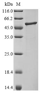 Greater than 90% as determined by SDS-PAGE.