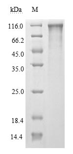 Greater than 90% as determined by SDS-PAGE.Recombinant Sars-Cov-2 Spike Glycoprotein (S) Protein (His&Flag), Active