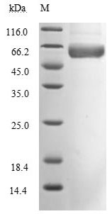Greater than 90% as determined by SDS-PAGE.Recombinant Sars-Cov-2 Spike Glycoprotein (S) Protein (His-mFc), Active