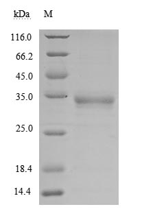 Greater than 85% as determined by SDS-PAGE.Recombinant Sars-Cov-2 Spike Glycoprotein (S) Protein (His), Active